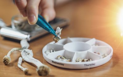 Ontdek de kracht van Psilocybe Cubensis microdosering: welke protocollen gebruiken?