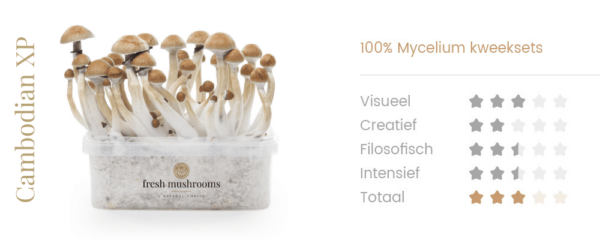 Magic Mushrooms Grow Kit Cambodian - Afbeelding 2