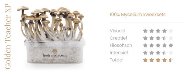 Magic Mushrooms Grow Kit Golden Teacher - Afbeelding 2