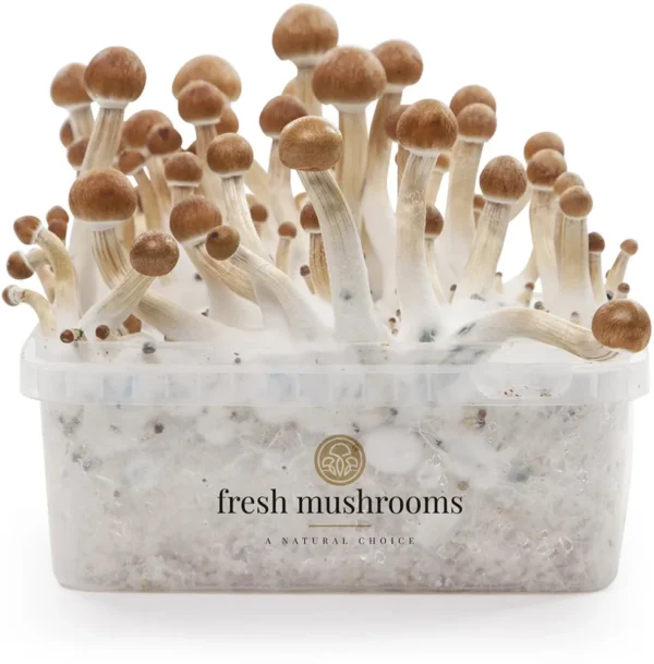 Magic Mushrooms Grow Kit B+