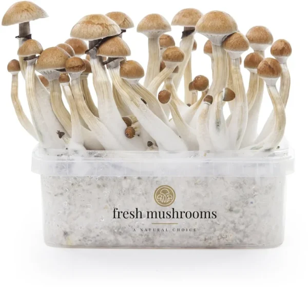 Magic Mushrooms Grow Kit Cambodian