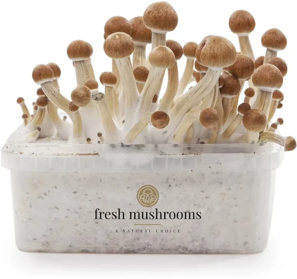 Magic Mushrooms Grow Kit Colombian