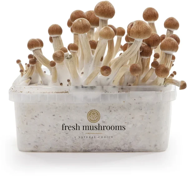 Magic Mushrooms Grow Kit Ecuador