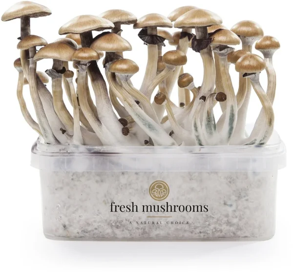 Magic Mushrooms Grow Kit Golden Teacher