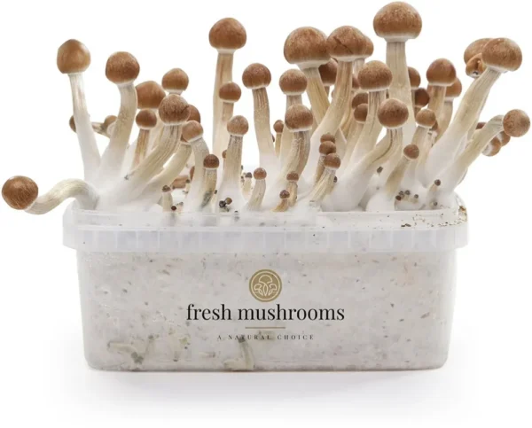 Magic Mushrooms Grow Kit Mazatapec