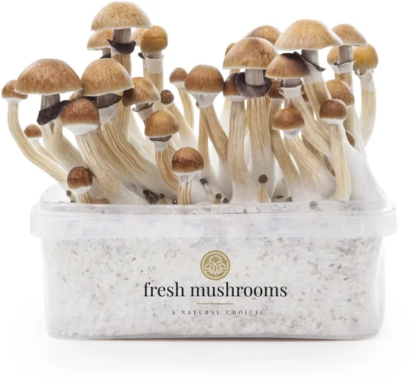 Magic Mushrooms Grow Kit McKennaii