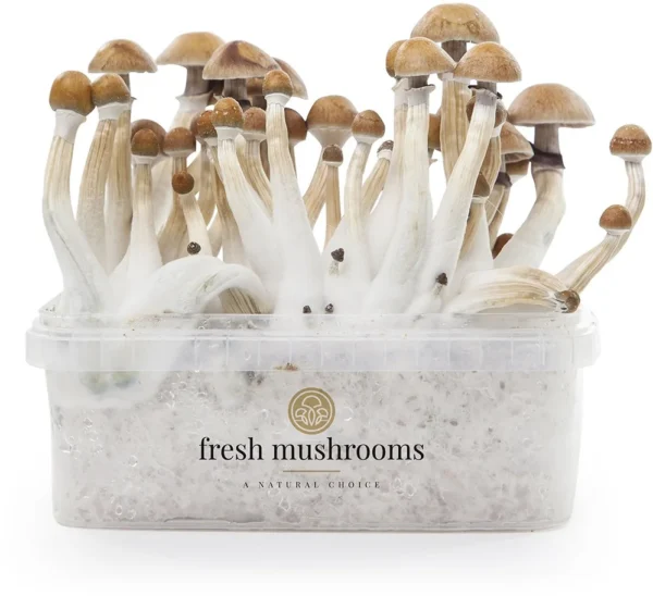 Magic Mushrooms Grow Kit Mexican