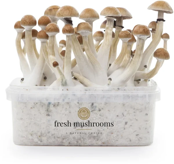 Magic Mushrooms Grow Kit Thai