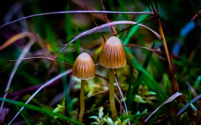 Psilocybe – Soorten paddo’s