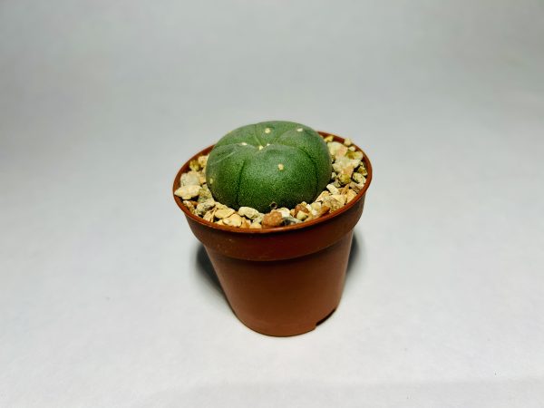 Peyote (Lophophora Williamsii)