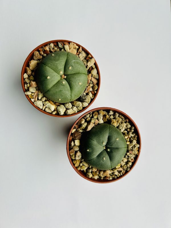 Peyote (Lophophora Williamsii) - Afbeelding 3