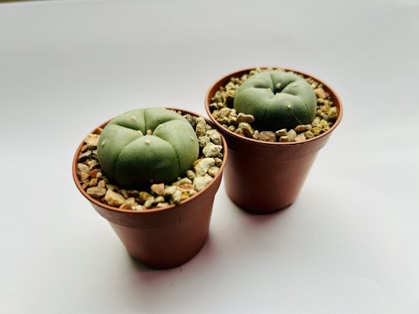 Peyote (Lophophora Williamsii) - Afbeelding 2