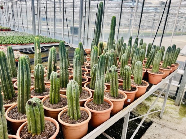 San Pedro (Echinopsis Pachanoi) - obrazek 4