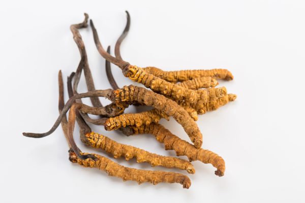 Cordyceps Tinctuur (30 ml) - Afbeelding 2